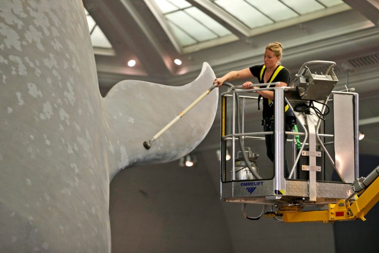 Brittany Janaszak vacuums the dust off of a life-size model of a blue whale at the American Museum of Natural History in New York, Tuesday, July 8, 2014. (AP Photo/Seth Wenig)