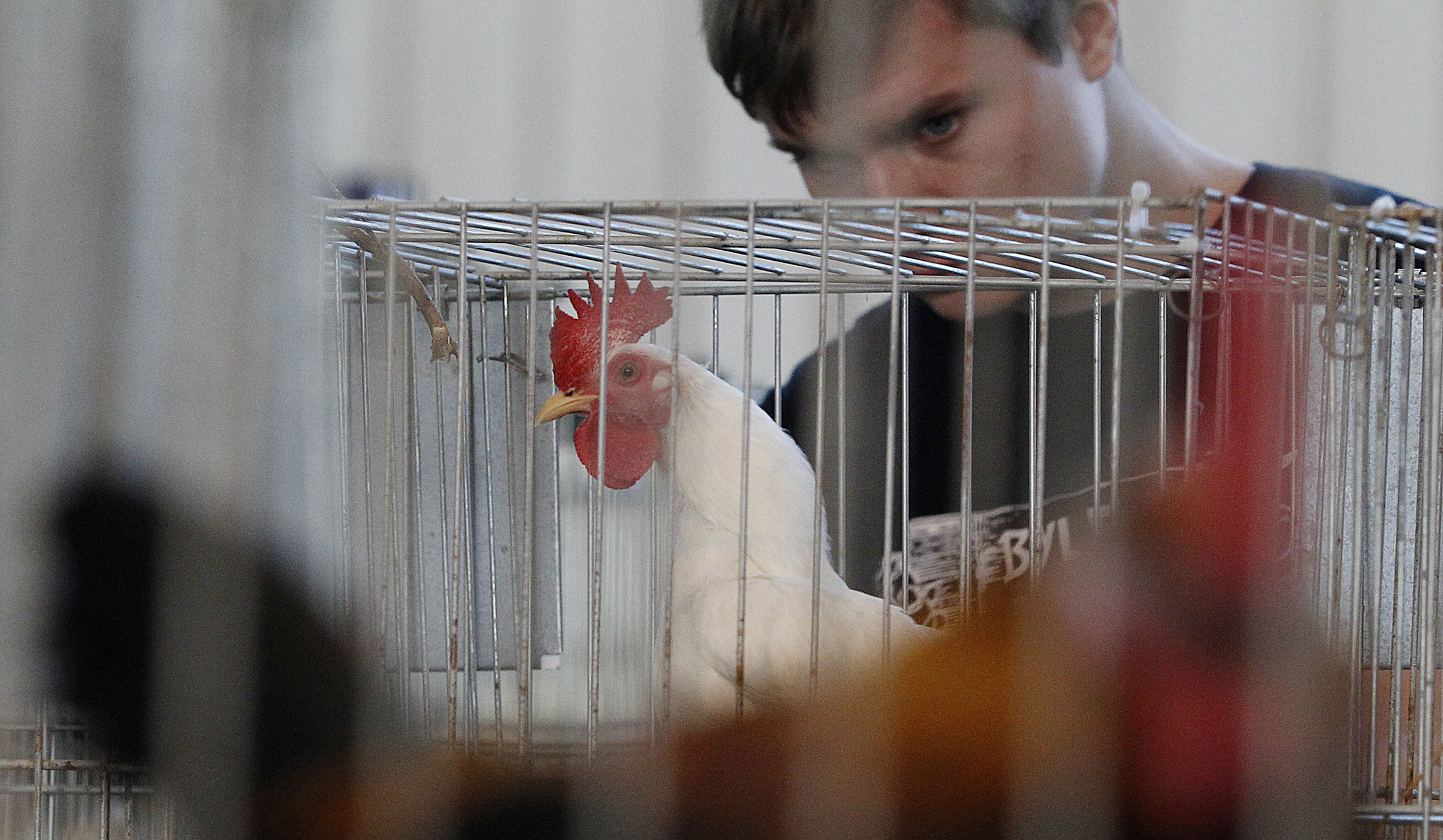 Law professor has students ‘cluck like a chicken’ to combat ‘feeling’ over thinking