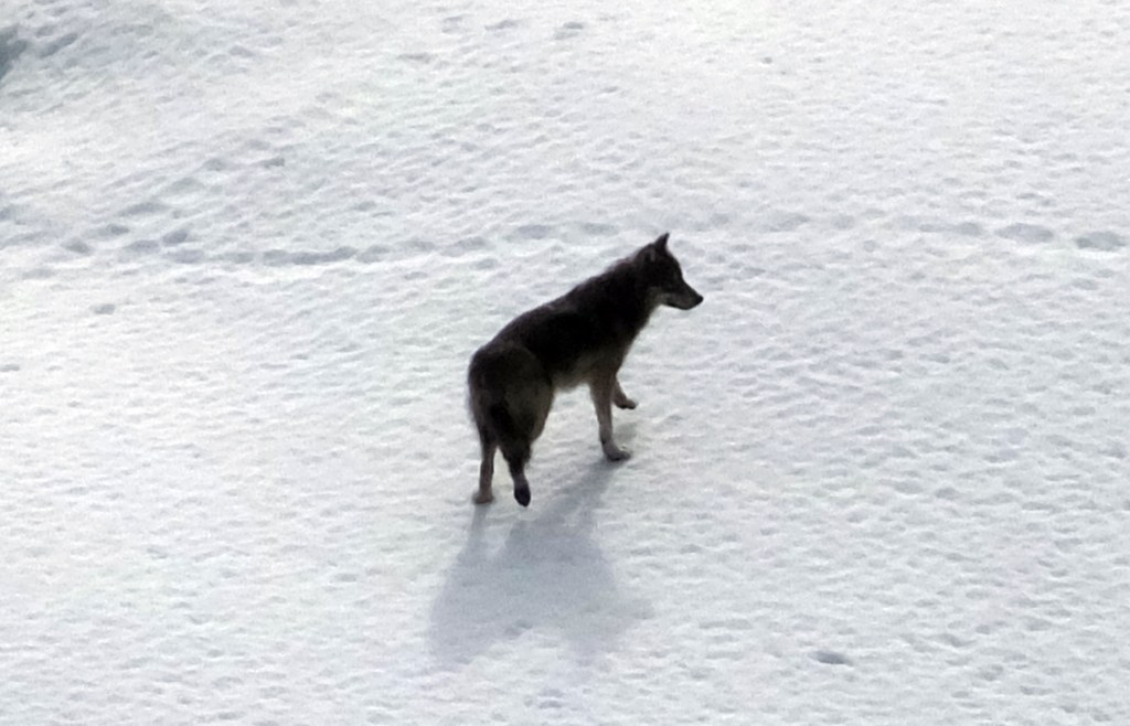 Obama bans Palin-pushed wolf hunting from helicopters