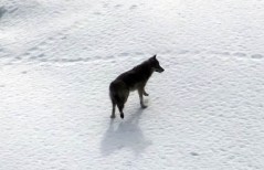 Obama bans Palin-pushed wolf hunting from helicopters