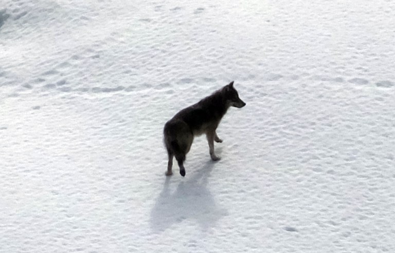 Former Alaska Gov. Sarah Palin was criticized by conservation groups and Democrats for supporting the hunting and shooting of wolves from helicopters. (AP Photo/Becky Bohrer)