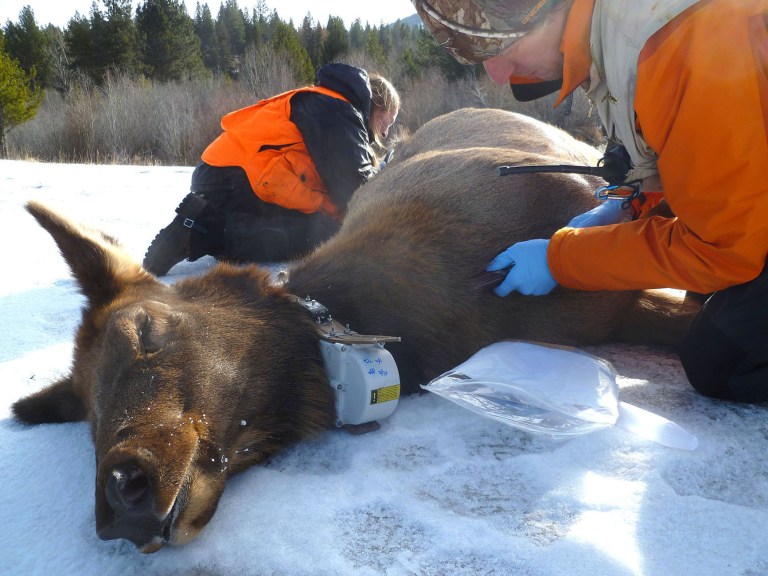   This undated photo shows that after placing an electronic collar around the neck of a cow elk, biologists work to take other samples before the animal awakens during a recent elk capturing operation in the southern Bitterroot Valley in Montana. Biologists will begin fanning out across the region to begin gathering information about mountain lions as part of three year study. (AP Photo/U.S. Fish, Wildlife and Parks, via Ravalli Republic )  