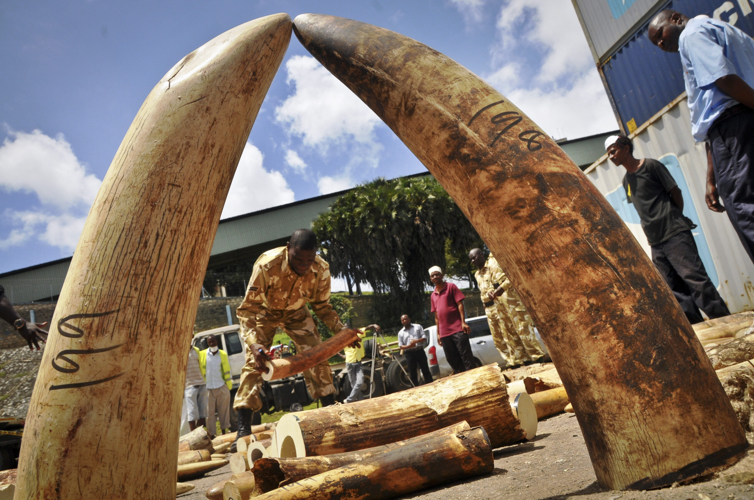 Kenya: Chinese man fined $230K for ivory traffic
