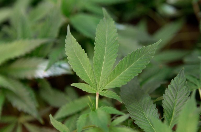 Marijuana legalization effort begins in California