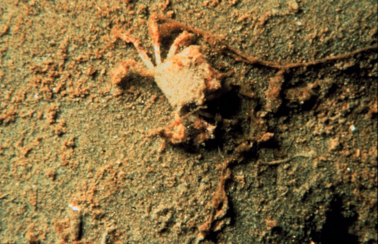 In this undated photo provided by NOAA's Oceanic and Atmospheric Research, National Undersea Research Program and the Louisiana University Marine Consortium, a small dead crab lies in hypoxic sediments off the coast of Louisiana. (AP Photo/Oceanic and Atmospheric Research, National Undersea Research Program and the Louisiana University Marine Consortium, N. Rabalais)