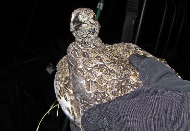 FILE - In this Sept. 15, 2014 file photo, a greater sage grouse awaits examination after being captured at night outside Saratoga in south-central Wyoming. Interior Secretary Sally Jewell is calling for a new wildfire-fighting strategy that protects sagebrush country in the intermountain West that supports cattle ranching as well as a struggling bird species. Looming just over the horizon like the orange glow of a mega-fire, a Sept. 30 court deadline will require the U.S. Fish and Wildlife Service to decide whether to list the bird as a threatened or endangered species. (AP Photo/Mead Gruver, File)