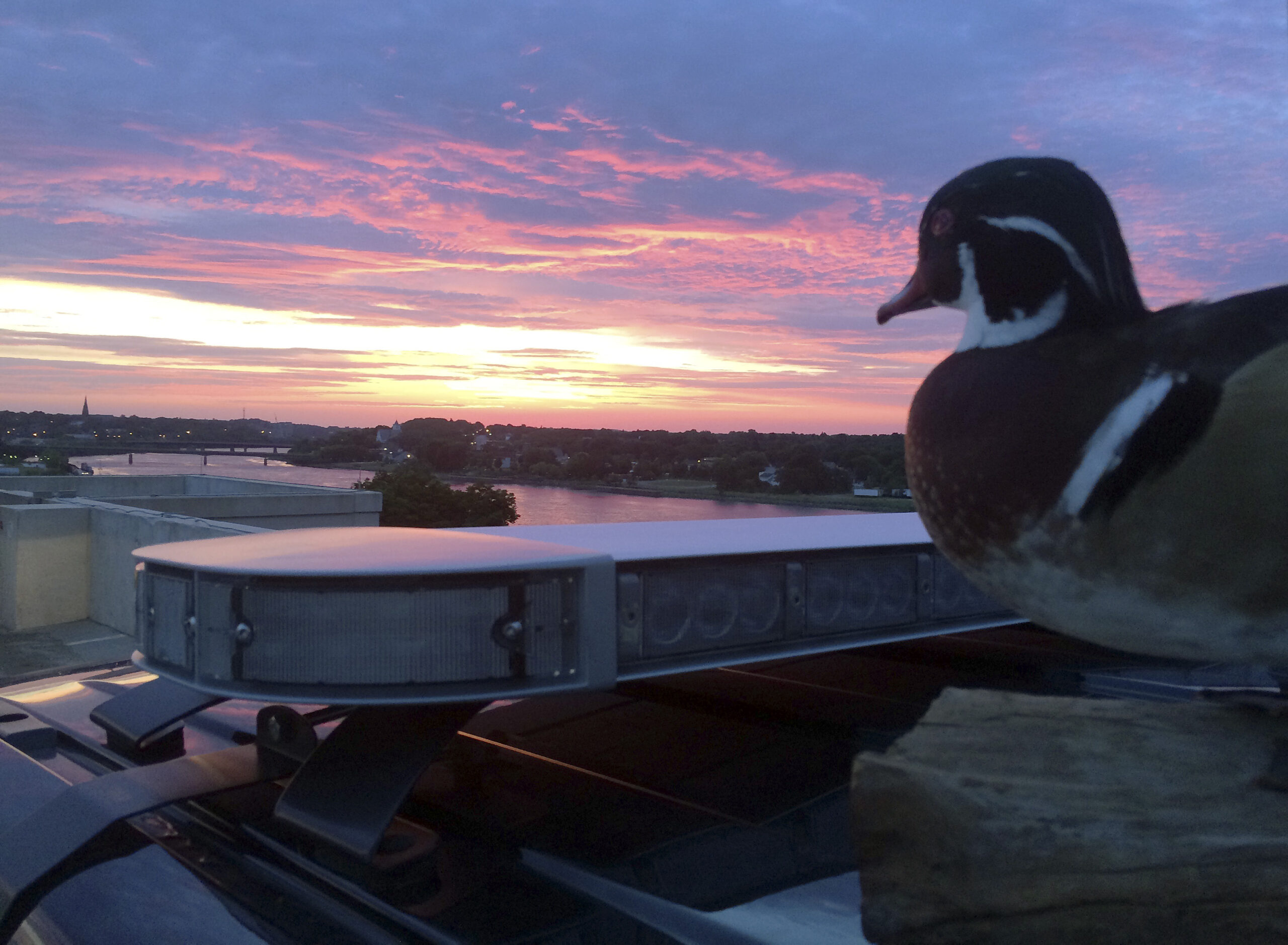 Maine police get Facebook boost with stuffed duck