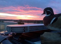 ‘Drones for Ducks:’ Federal grants fund research to use AI to count birds