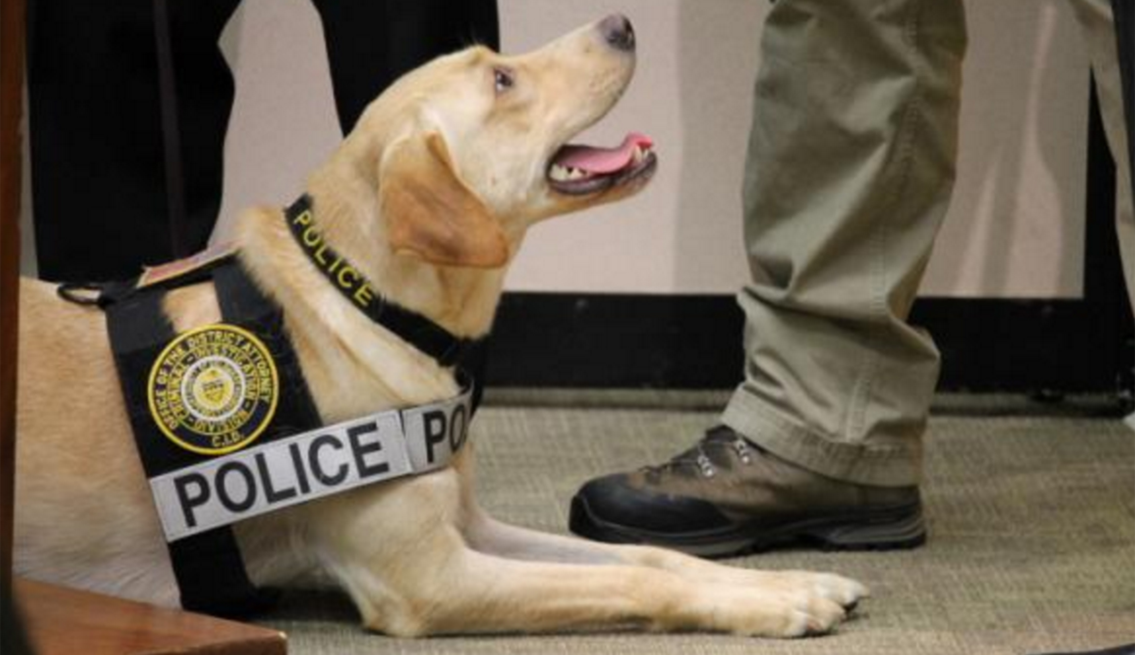 This Pennsylvania pup is helping fight child pornography