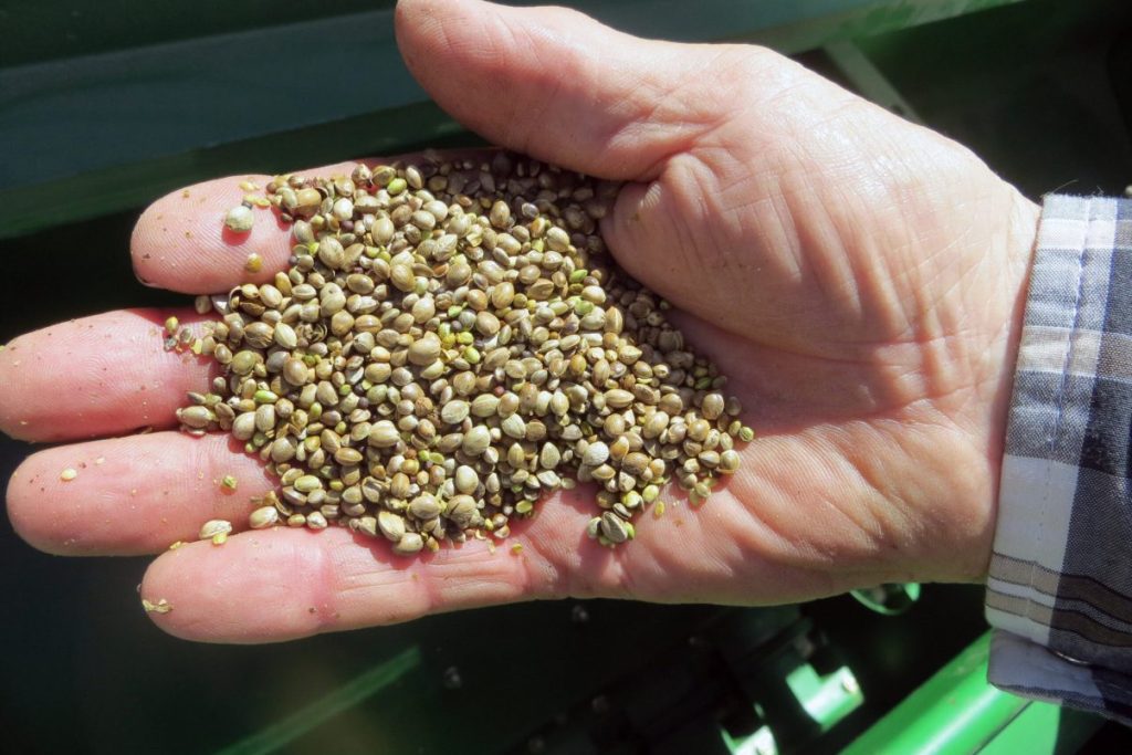 Close the hemp loophole to protect America’s kids