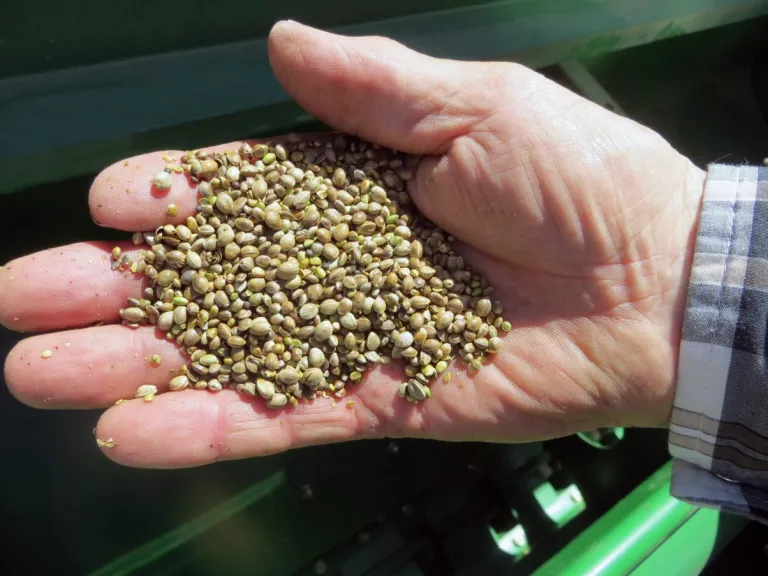 FILE - In this May 19, 2014 file photo, a farmer holds a handful of hemp seeds, on a day of planting in Sterling, Colo. Some 350 pounds of industrial hemp seeds bound from Canada to Colorado have been seized by federal authorities in North Dakota. The seeds have been held since Saturday, June 15. Hemp activist Tom McClain said that he was carrying seven bags full of seeds of a type of industrial hemp known as X-59 or Hemp Nut. (AP Photo/Kristen Wyatt, File)