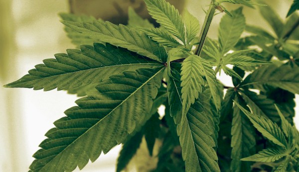 Pot reformers say statistics disprove top legalization fear