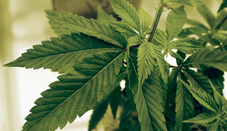 Teen marijuana use has been stable or declining since 2012, when Colorado and Washington became the first states to legalize recreational pot use for adults 21 and older, according to data released Thursday by the National Institute on Drug Abuse. (AP Photo/Jim Mone, File)