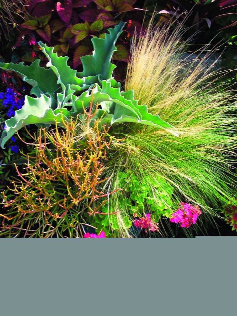 A succelent container garden at the National Arboretum. Courtesy of the U.S. National Arboretum.