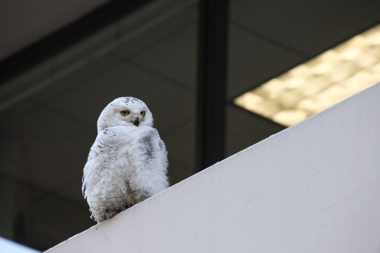 FILE - In this Jan. 24, 2014, file photo, a snowy owl sits perched outside The Washington Post headquarters in Washington. The snowy owl that captured the nation's capital's attention when it perched at The Washington Post building and survived being hit by a bus has died. The University of Minnesota's Raptor Center in St. Paul says on its website that the owl, which had undergone rehab there, was found dead on the shoulder of a Minnesota highway. (AP Photo/The Washington Post, Nathaniel Grann, File)  WASHINGTON TIMES OUT; NEW YORK TIMES OUT;THE WASHINGTON EXAMINER AND USA TODAY OUT; MAGS OUT; NO SALES