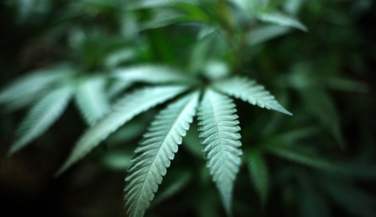 New parent-driven PAC will oppose drug legalization in Congress and states