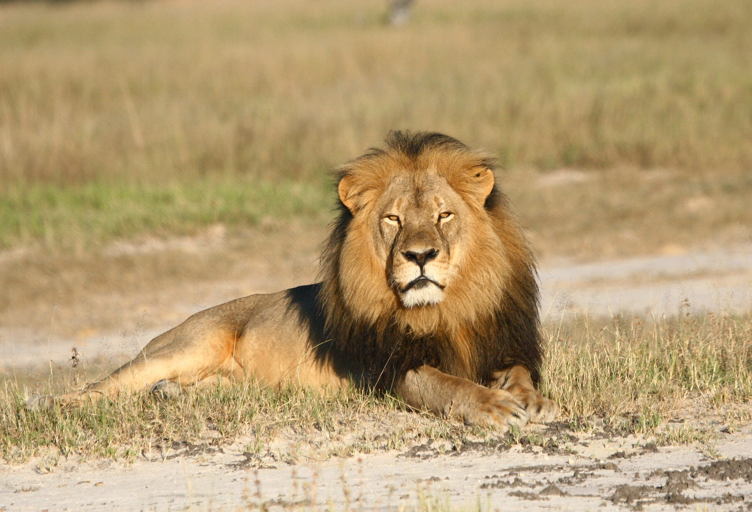 Feds to investigate Cecil the lion’s death