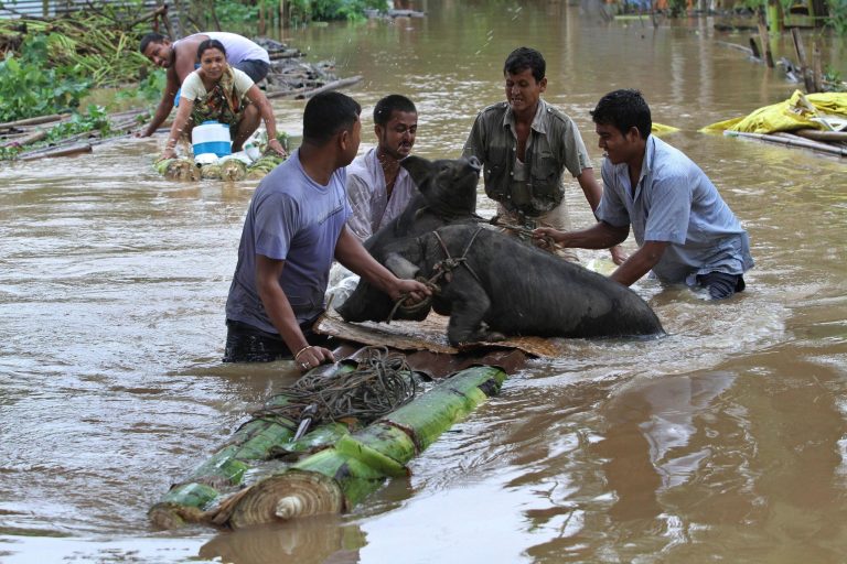 Indian flood affected villagers rescue their pigs on a makeshift banana raft at the Chaygaon village in Kamrup district of northeastern Assam state, India, Tuesday, Sept. 23, 2014. Landslides and flash floods triggered by two days of heavy rain have killed at least 28 people in India's remote northeast, officials said Tuesday. (AP Photo/Anupam Nath)