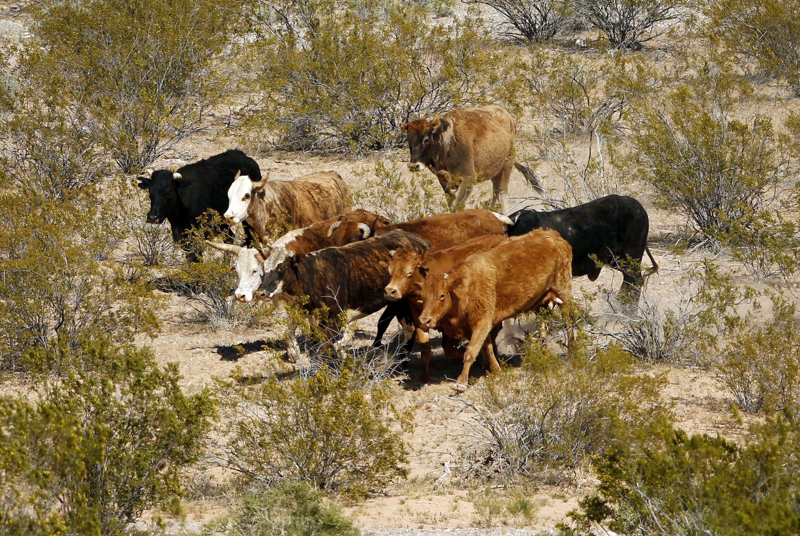 BLM says 6 cattle died in disputed Nevada roundup