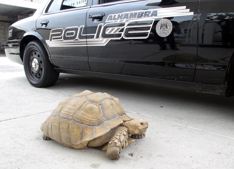 This Aug. 2, 2014 photo provided by the Alhambra Police Department shows a giant 150-pound tortoise who was found wandering the streets of Alhambra, Calif. The tortoise was lifted into a patrol car and taken to the station, where it was later picked up by Los Angeles County Animal Care and Control in Downey. (AP Photo/Alhambra Police Department)
