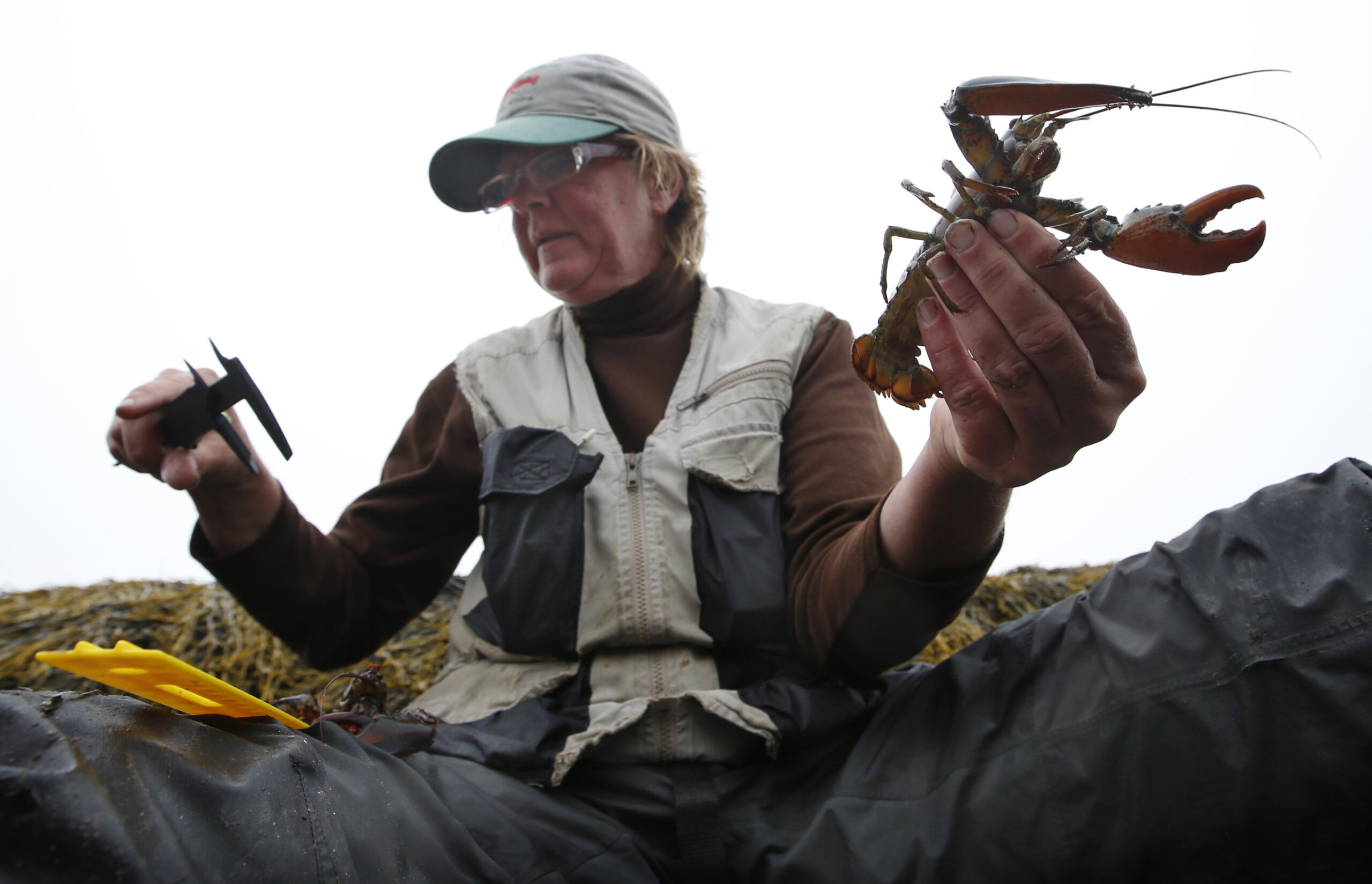 Warming Gulf of Maine imperils lobster, fish catch
