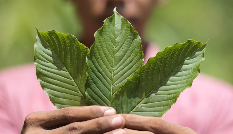 Kratom leaves are arranged for a photograph in Pontianak, West Kalimantan, Indonesia, on Saturday, May 5, 2018. Kratom, a coffee-like evergreen that Southeast Asian farmers have long chewed to relieve pain, is one of the hottest local commodities thanks to the opioid epidemic in the U.S.