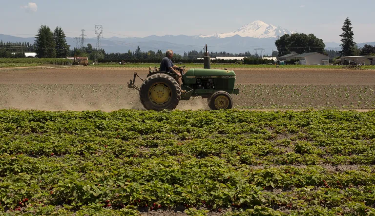 A farmer drives a tractor alongside strawberry fields at the Boxx Berry Farm in Ferndale, Washington, U.S., on Monday, June 18, 2018. A plan to move quickly on theÂ farmÂ billÂ in Senate was held up by SenatorÂ Marco Rubio, a Republican from Florida, who threatened to block any new amendments from the measure unless a dispute over Cuba trade is resolved.
