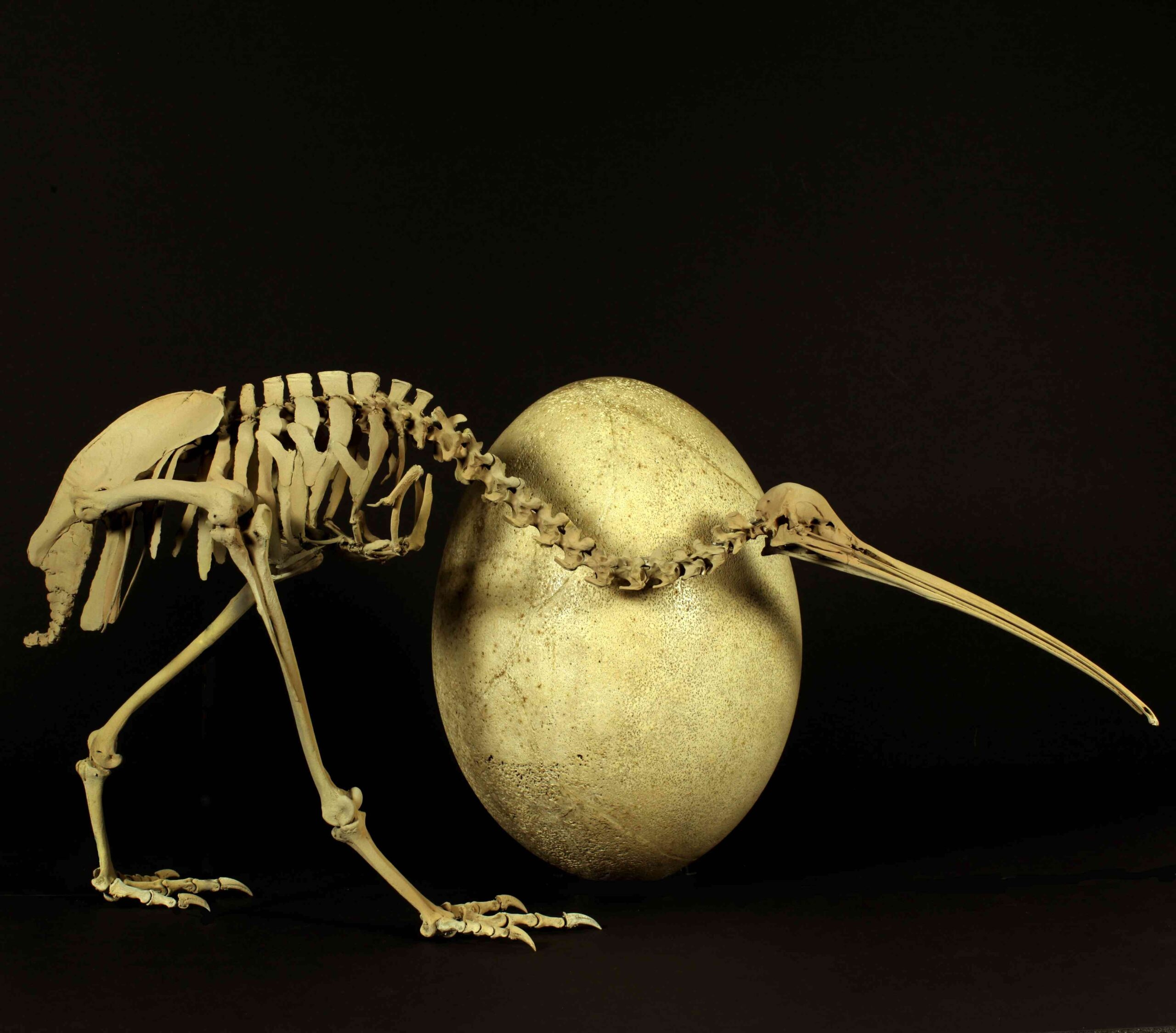 Kiwi DNA link spurs rethink of flightless birds