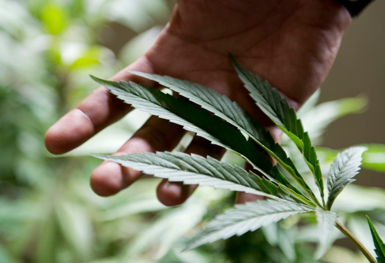 FILE - In this Dec. 9, 2013 file photo, marijuana grower Marcelo Vazquez checks the leaves of his plants for fungus, on the outskirts of Montevideo, Uruguay. A marijuana growing club is taking steps to be the first officially recognized in Uruguay, where lawmakers have made their country the world's first national marketplace for legal pot. The Association of Cannabis Studies of Uruguay began the process by registering with the Education and Culture ministry, Drug Control Chief Julio Calzada said on Tuesday, June 24, 2014. (AP Photo/Matilde Campodonico, File)