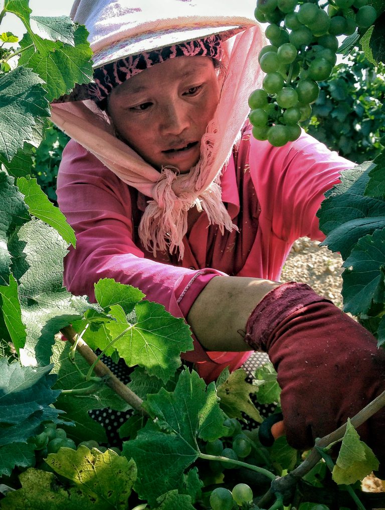 In this August 28, 2014 photo, a worker harvests grapes at the Moet Hennessyâs Chandon winery plantation in Yongning County in northwest China's Ningxia Hui Autonomous Region. Franceâs Moet Hennessy is betting on Chinaâs taste for bubbly with the launch of sales this month by the first foreign-owned Chinese winery devoted to sparkling wine. Chinaâs appetite for Western-style wines has boomed in the past two decades, though the favorite still is red, a color associated with health and good luck. (AP Photo/Helene Franchineau)