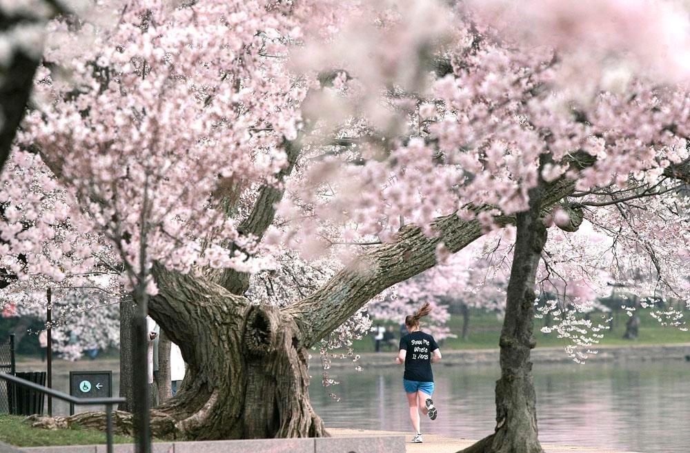 National Mall gets 2 Bikeshare stations in time for cherry blossoms