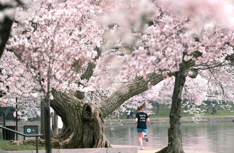National Mall gets 2 Bikeshare stations in time for cherry blossoms