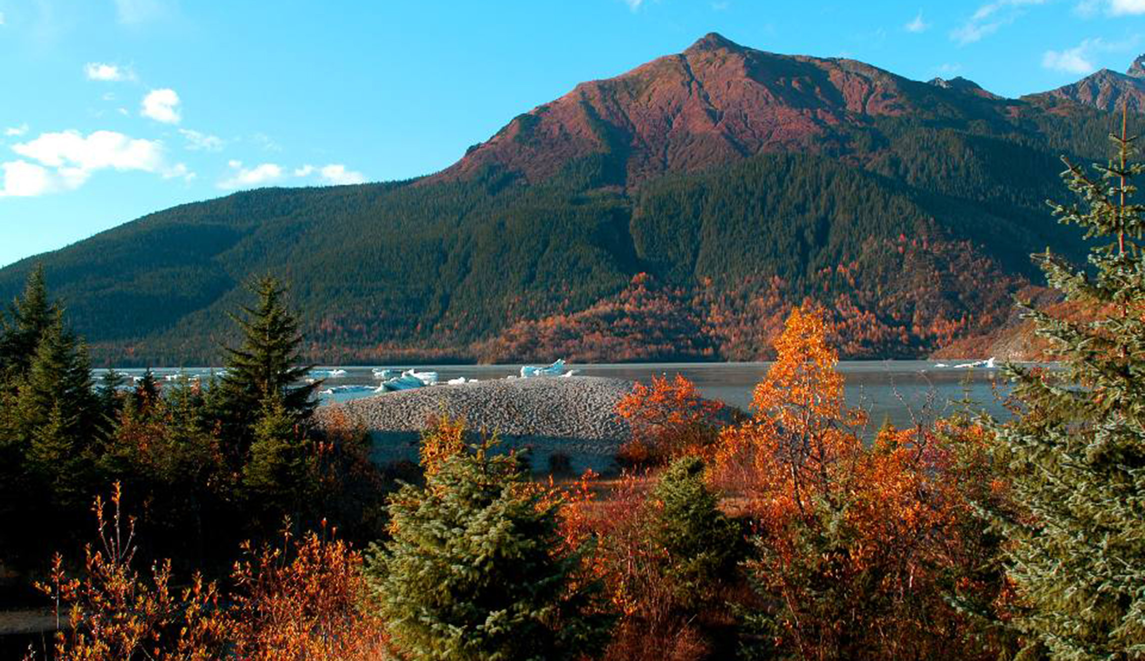 Trump moves to allow logging in massive Alaska rainforest
