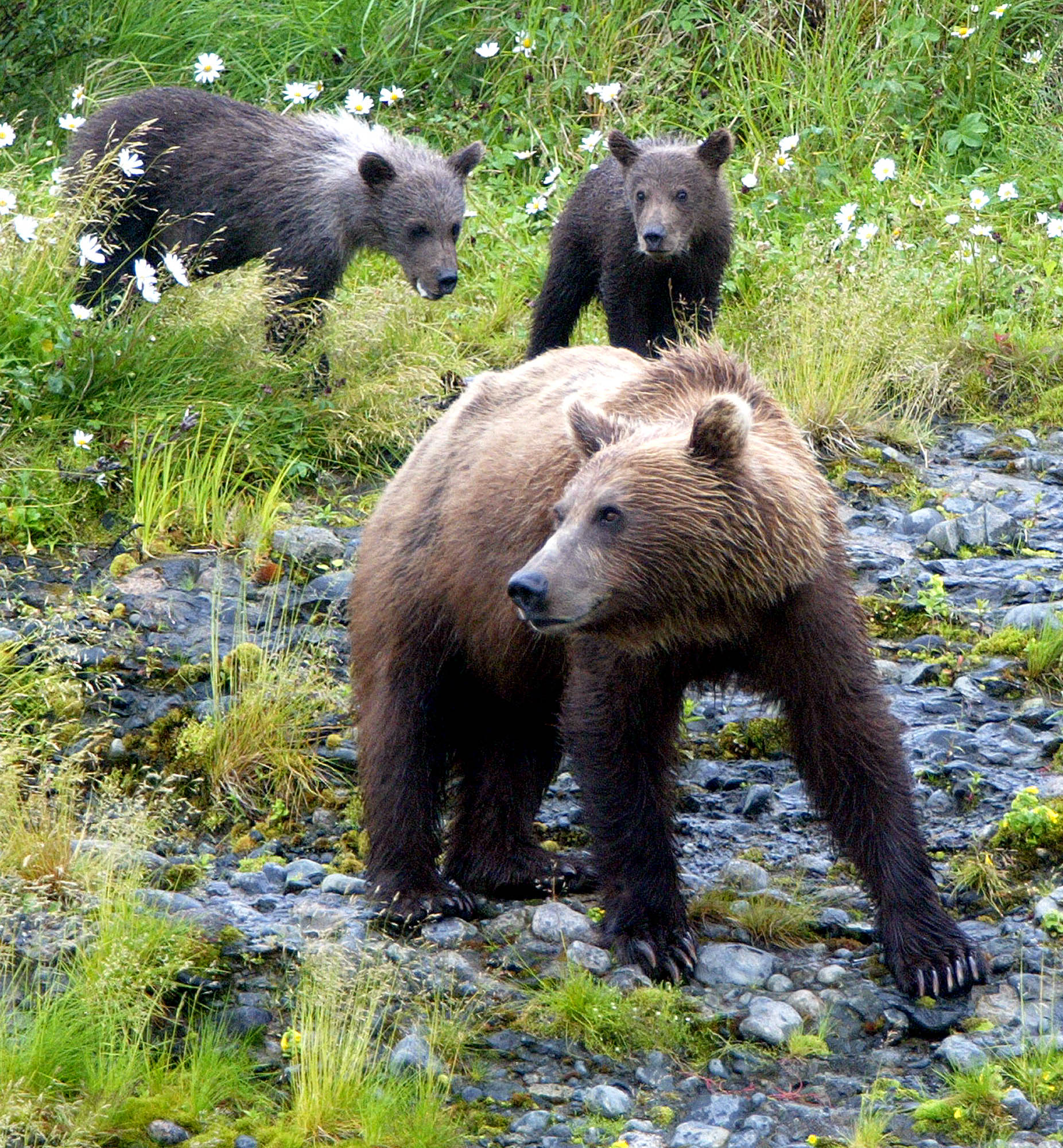Feds reclaim control of Alaska gamelands, ban bear, wolf hunts by air