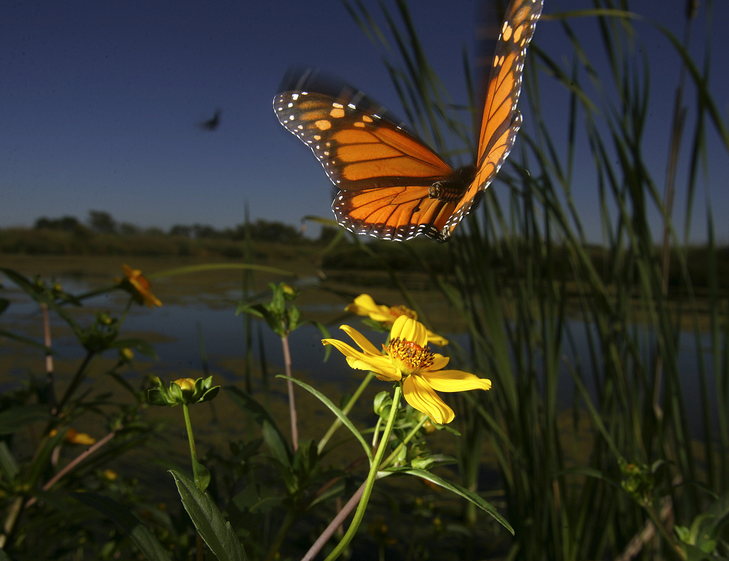 Experts expect rebound in monarch butterflies