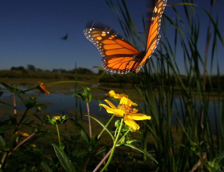 FILE - In this Friday, Oct. 19, 2007 file photo, a monarch butterfly takes flight from a wetland area at Cooks Slough Nature Park in Uvalde, Tex. as they make their yearly journey from summer homes in Canada and northern states to a winter nesting site in central Mexico. The butterflies are famous for migrating from the U.S. and Canada to Mexico for the winter. A study by researcher Marcus Kronforst of the University of Chicago released in the journal Nature on Wednesday, Oct. 1, 2014 suggests the species itself also started out in North America some 2 million years ago, instead of South or Central America. (AP Photo/San Antonio Express-News, Bahram Mark Sobhani)