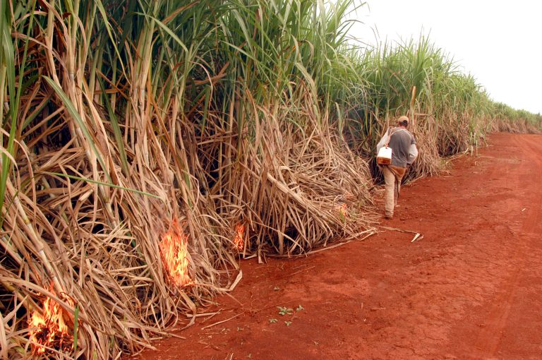 A worker sets sugar cane fields on fire at farm in Patrocinio Paulista, in the prosperous countryside of the state of Sao Paulo, Brazil. (Photo by Andre Vieira/Getty Images)