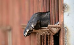 Bear bile-extracting farms near collapse in SKorea