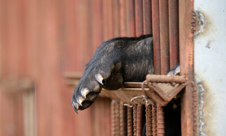 IN THIS PHOTO TAKEN ON FRIDAY, JAN. 24, 2014, HOLD FOR USE WITH STORY BY HYUNG-JIN KIM, A bear stretches its forepaw through a cage at a bear farm in Dangjin, south of Seoul, South Korea. Several bears lie stacked on top of each other in a small cage, as still as teddy bears at a toy shop as they gaze out past rusty iron bars; others pace restlessly in cages littered with feces, Krispy Kreme doughnuts, dog food and fruit. Theyâve been kept in these dirty pens since birth, bred for a single purpose: to be killed for their bile.(AP Photo/Lee Jin-man)