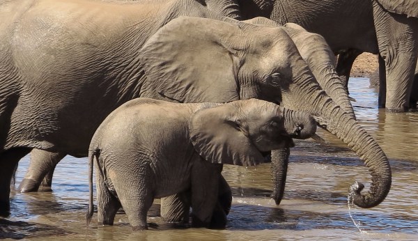 If you want to save the elephants, privatize them