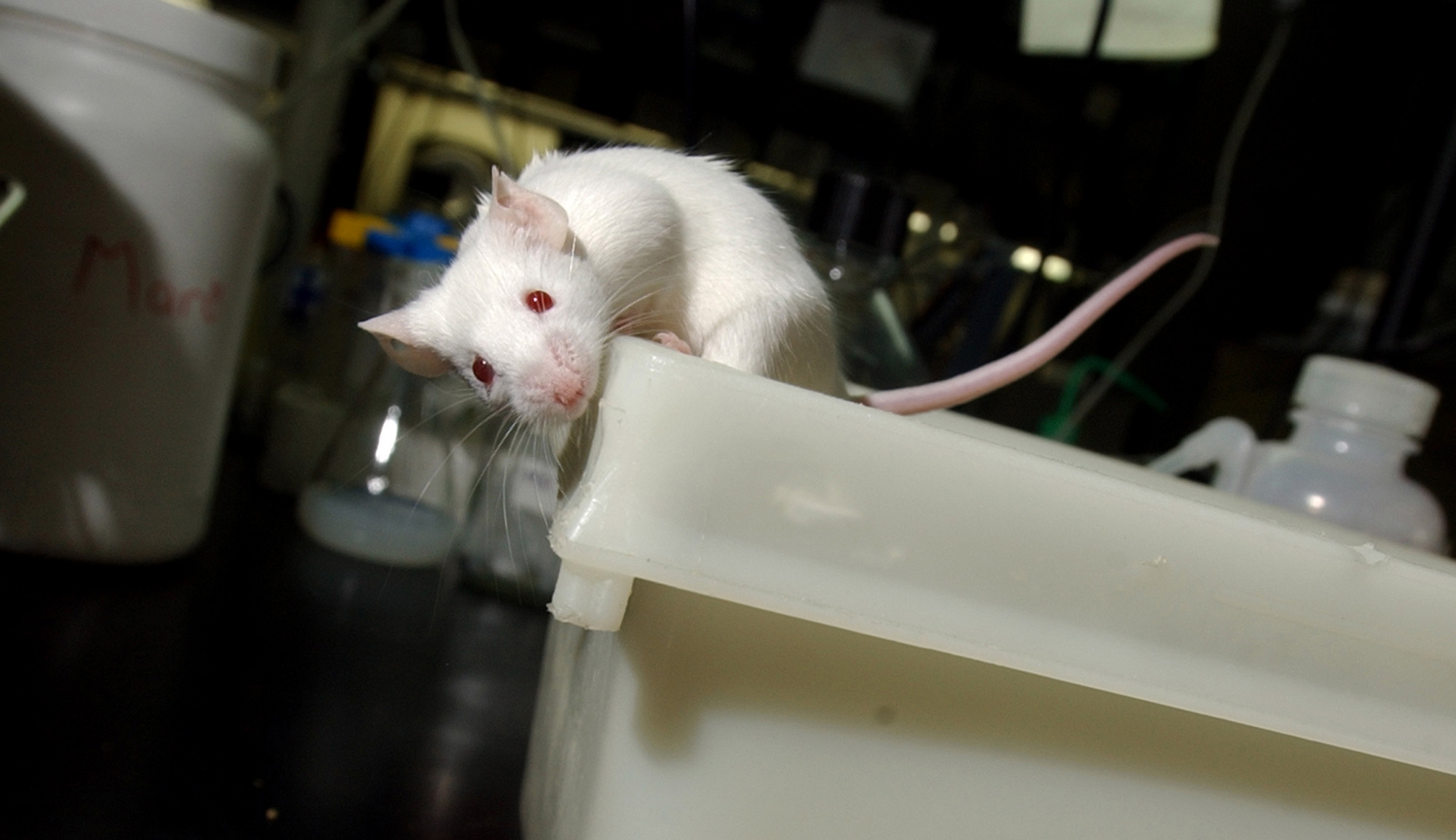 Campus waste: Universities study mouse fight clubs and monkey marriage proposals