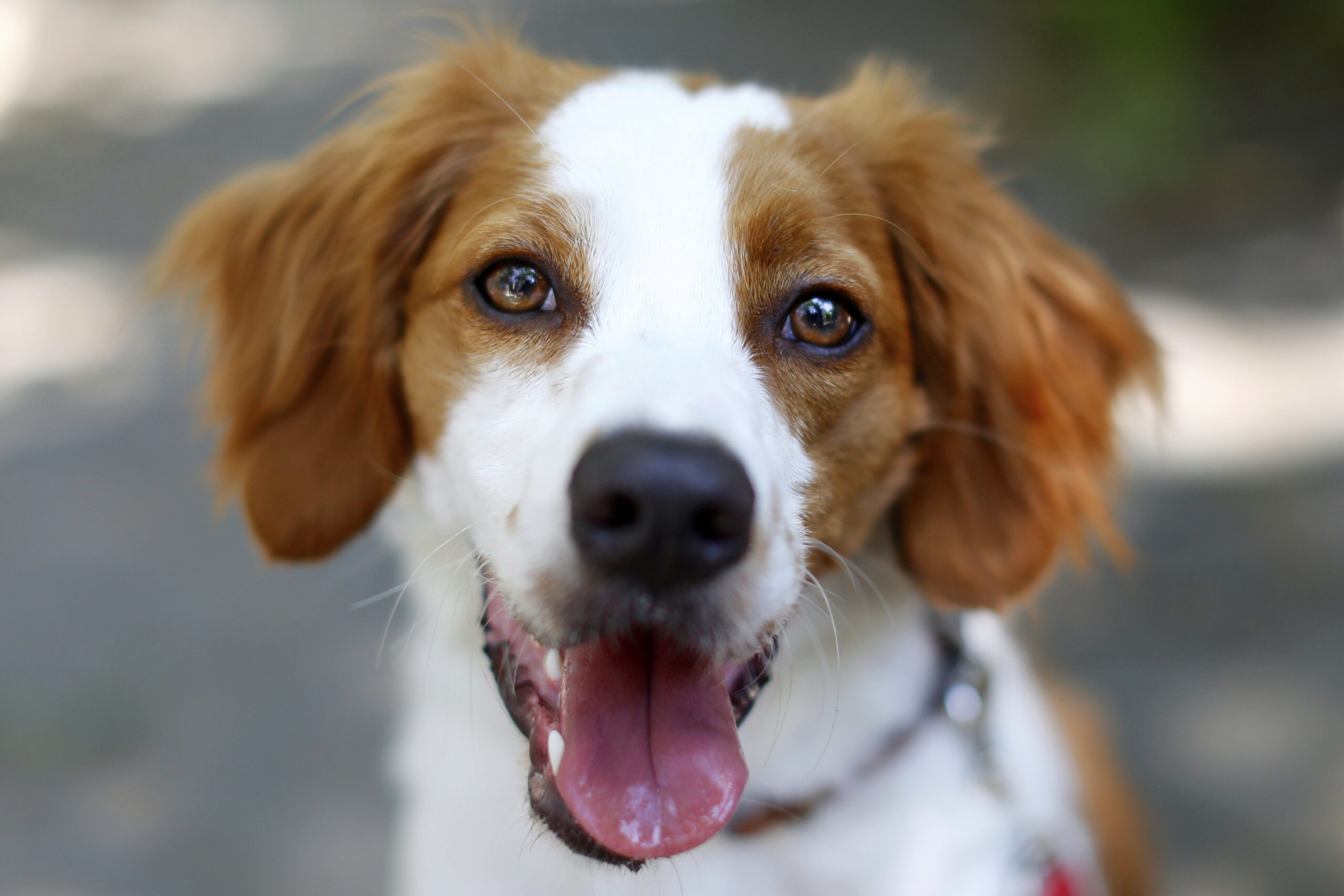 House votes to ban VA medical tests on dogs
