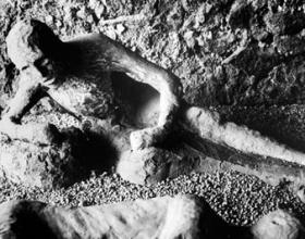 Mortal Remains