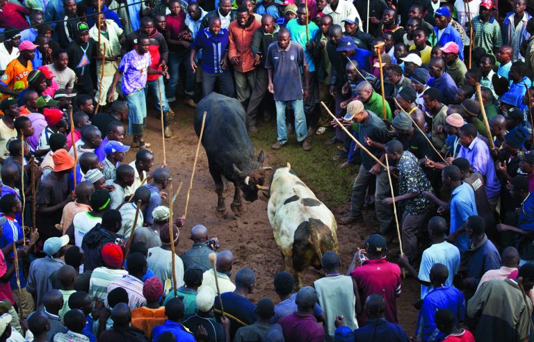 A crowd of spectators encircles two fighting bulls at a bullfight in Khayega, Kakamega county, near Kisumu in western Kenya Saturday, Nov. 3, 2012. The traditional bullfights go back generations and are a matter of pride and prestige for the bull-owners, taking place each weekend and featuring two highly-prized bulls from different villages fighting each other until one flees in defeat, after having been fed a secret herbal concoction during the preceding day which often includes marijuana, known locally as bhang. (AP Photo/Ben Curtis)