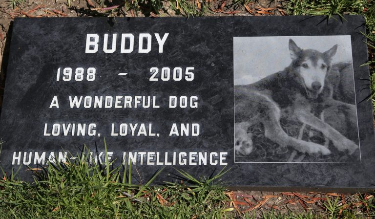 This photo taken on May 12, 2014, shows a grave marker for Buddy a beloved family pet memorialized at the Los Angeles Pet Cemetery in Calabasas, Calif. Saying goodbye to a beloved dog or cat is hard. Despite many options, an estimated 70 percent of owners will leave the body with their veterinarian to dispose of. (AP Photo/Nick Ut)