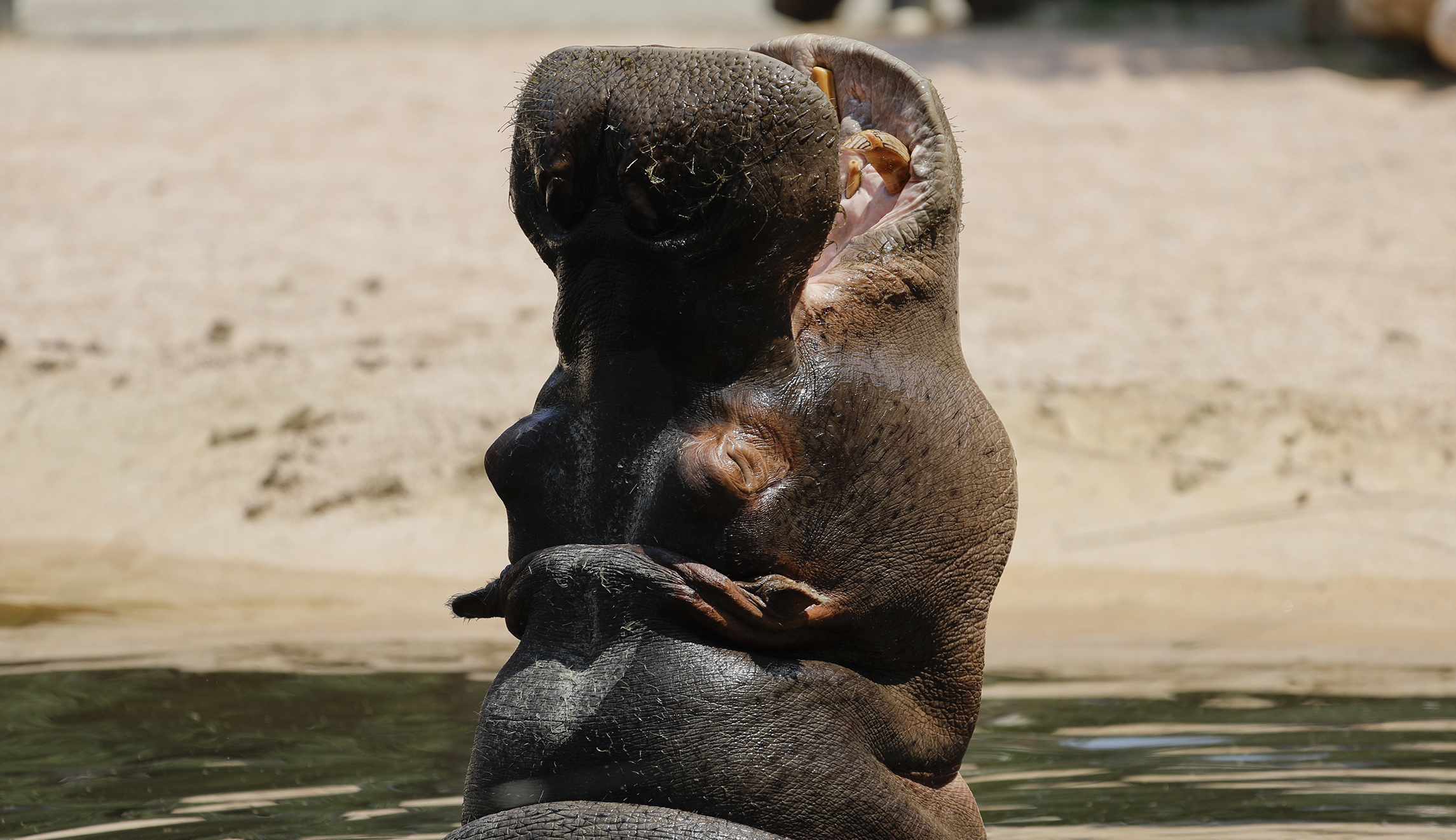 Ten quotes from the paper written by a doctoral student who identifies as a hippopotamus