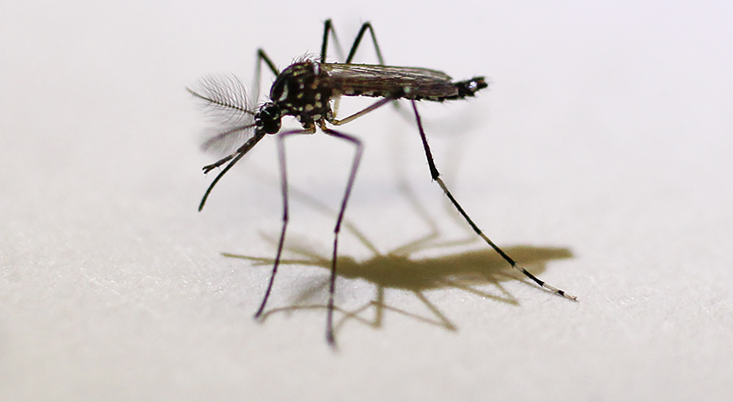 Florida detects Zika in mosquitoes