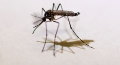 Florida detects Zika in mosquitoes