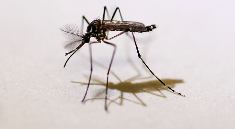 An Aedes aegypti mosquito in the lab at Pinellas County Mosquito Control in Clearwater, Fla., Tuesday, Aug. 23, 2016. (Jim Damaske/Tampa Bay Times via AP)