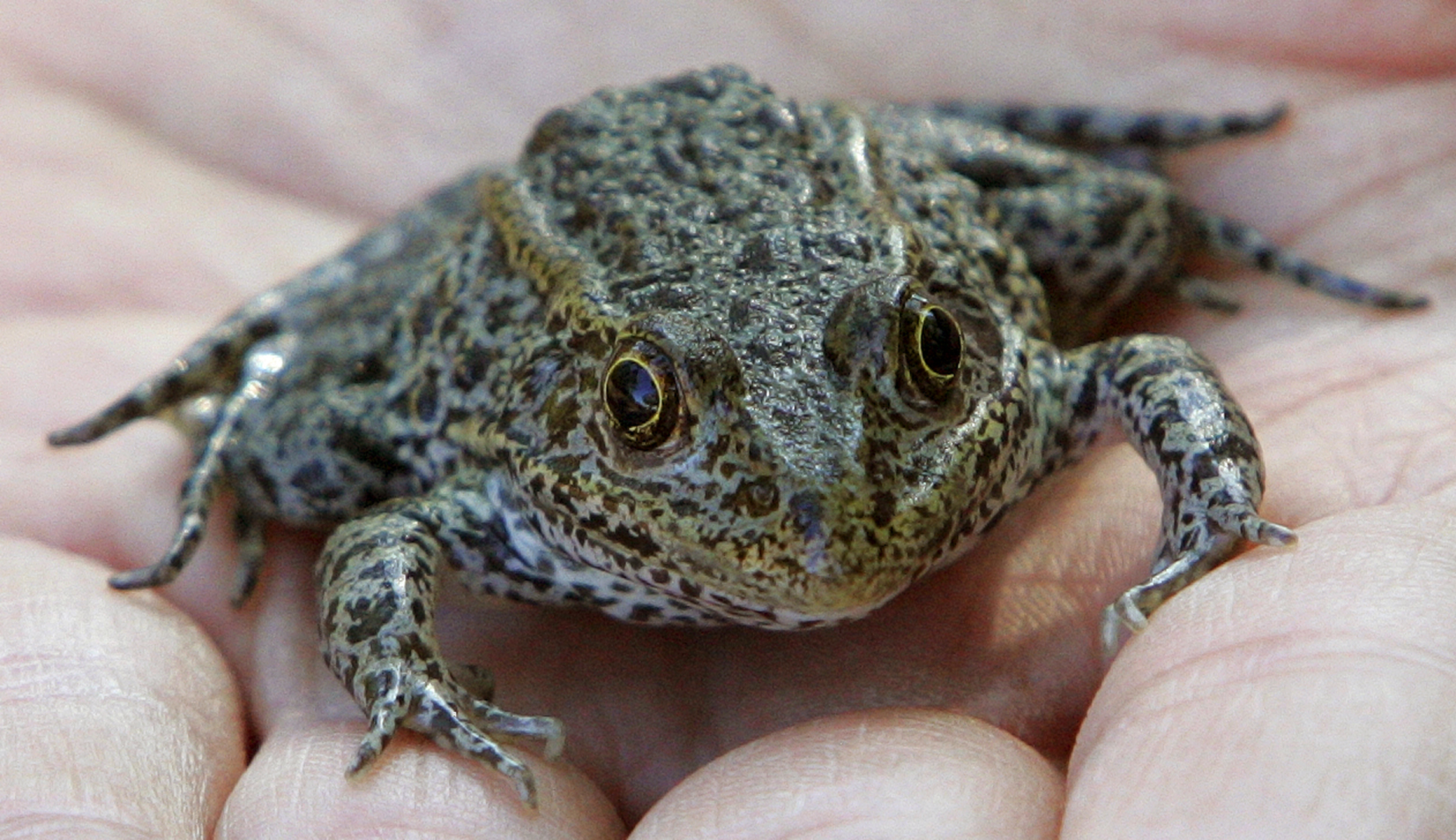 Supreme Court will decide the fate of an endangered frog in a regulatory swamp